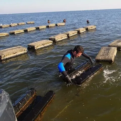 thumbnail for publication: Financial Risk in Off-Bottom Oyster Culture along Florida's West Coast